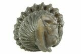 Wide Enrolled Flexicalymene Trilobite - Mt Orab, Ohio #380282-1